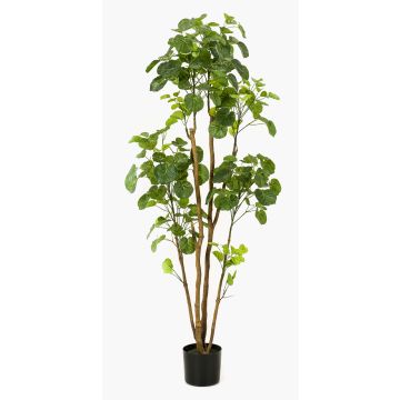Polyscia sintetica FILARO, tronchi artificiali, verde, 160cm