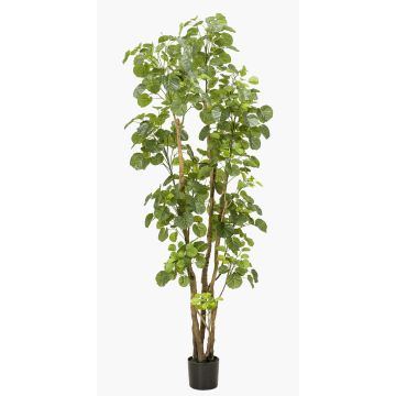 Polyscia sintetica FILARO, tronchi artificiali, verde, 195cm
