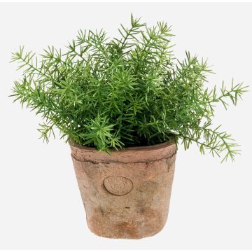 Asparago artificiale LUCANO, vaso di terracotta , 20cm, Ø20cm Asparago artificiale LUCANO, vaso di terracotta , 20cm, Ø20cm