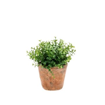 Eucalipto finto LUCANO, in vaso di terracotta , verde, 20cm, Ø20cm Eucalipto finto LUCANO, in vaso di terracotta , verde, 20cm, Ø20cm