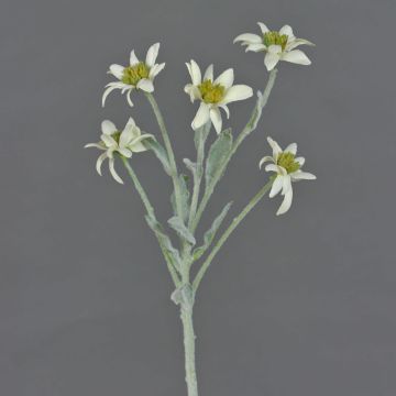 Stella alpina artificiale SOPHIA, bianco, 40cm, Ø5-6cm