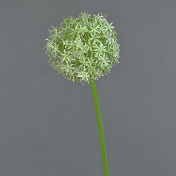 Fiore di allium artificiale SAMARA, crema, 75cm, Ø12cm