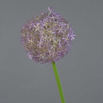 Fiore di allium artificiale SAMARA, lilla, 75cm, Ø12cm
