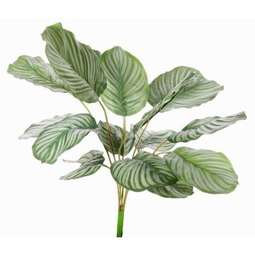 Calathea orbifolia artificiale ZAIDA su stelo, verde, 75cm Calathea orbifolia artificiale ZAIDA su stelo, verde, 75cm