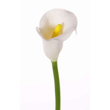 Calla artificiale CHIDORA, bianco, 55cm, 5x6cm Calla artificiale CHIDORA, bianco, 55cm, 5x6cm