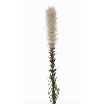 Liatrinae finto MITSA, crema, 80cm, Ø6cm Liatrinae finto MITSA, crema, 80cm, Ø6cm