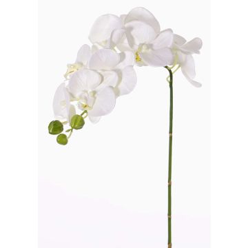 Phalaenopsis artificiale GALINA, crema, 45cm, Ø7-8cm Phalaenopsis artificiale GALINA, crema, 45cm, Ø7-8cm