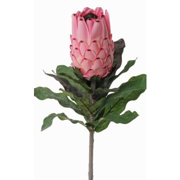 Protea finta NELLI, rosa-fucsia, 75cm, Ø8cm Protea finta NELLI, rosa-fucsia, 75cm, Ø8cm