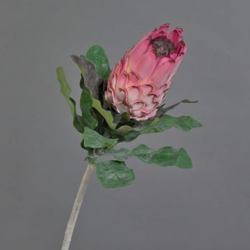 Protea finta NELLI, rosa, 75cm, Ø8cm