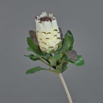 Protea finta NELLI, bianco-giallo, 75cm, Ø8cm