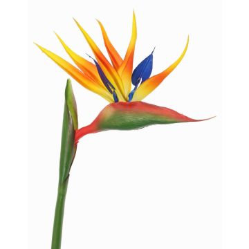 Strelizia finta LATIFA, arancione-viola, 80cm, 17x20cm