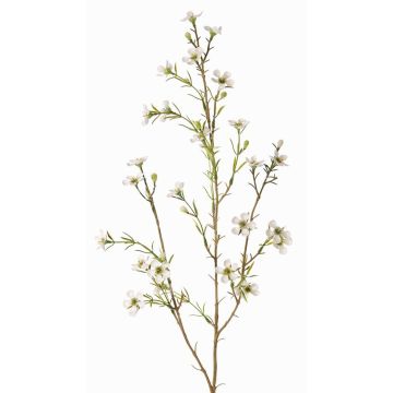 Ramo di hoya finto NIANG, crema, 80cm, Ø1,5-2,5cm Ramo di hoya finto NIANG, crema, 80cm, Ø1,5-2,5cm
