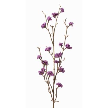 Callicarpa bodinieri finta LARINA, con bacche, viola, 70cm Callicarpa bodinieri finta LARINA, con bacche, viola, 70cm