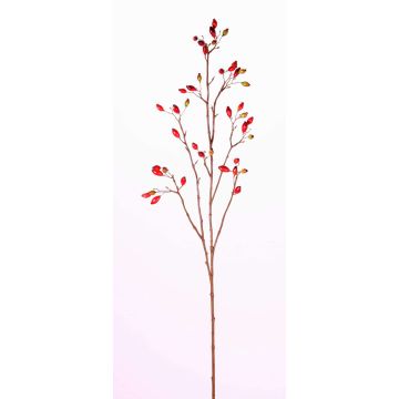 Rosa corymbifera finta EDITH, con frutti, rosso, 110cm