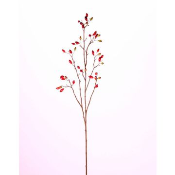 Rosa corymbifera finta EDITH, con frutti, rosso, 110cm Rosa corymbifera finta EDITH, con frutti, rosso, 110cm