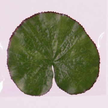 Foglia di loto finta AJAY, galleggiante, verde, Ø13cm