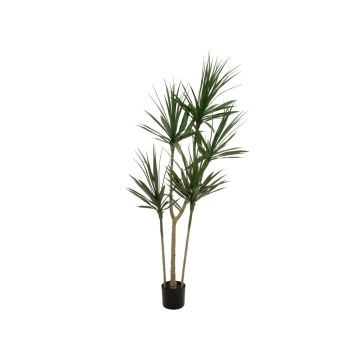 Dracaena Marginata artificiale REBEKKAH, tronchi artificiali, verde, 170 cm Dracaena Marginata artificiale REBEKKAH, tronchi artificiali, verde, 170 cm