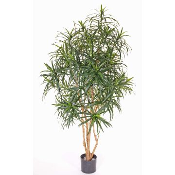 Dracaena reflexa finta PHILOMENA, tronchi veri, verde, 160cm Dracaena reflexa finta PHILOMENA, tronchi veri, verde, 160cm