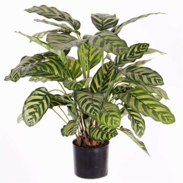 Calathea makoyana artificiale GODE, verde-giallo, 65cm Calathea makoyana artificiale GODE, verde-giallo, 65cm