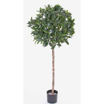 Sfera di lauroceraso artificiale ALEXIOS, troncho vero, frutti, 145cm, Ø60cm Sfera di lauroceraso artificiale ALEXIOS, troncho vero, frutti, 145cm, Ø60cm
