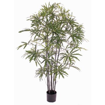 Aralia artificiale CARLIE, tronchi artificiali, verde, 150cm Aralia artificiale CARLIE, tronchi artificiali, verde, 150cm