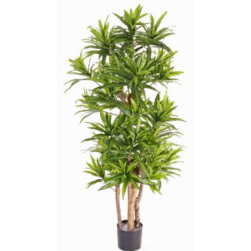 Dracaena reflexa artificiale JEMIMA, tronchi naturali, verde, 120cm Dracaena reflexa artificiale JEMIMA, tronchi naturali, verde, 120cm