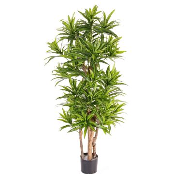 Dracaena reflexa artificiale JEMIMA, tronchi naturali, verde, 120cm