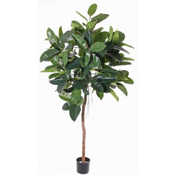 Albero della gomma artificiale AMREI, tronco naturale, verde, 150cm