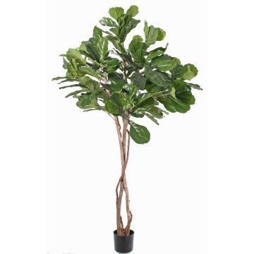 Ficus lyrata artificiale HARVEY, tronchi naturali, verde, 190cm Ficus lyrata artificiale HARVEY, tronchi naturali, verde, 190cm