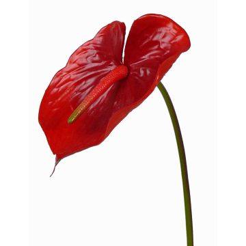 Anturio artificiale MOIRA, rosso, 75cm, 13x18cm