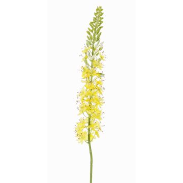 Eremurus artificiale SELINA, giallo-arancione, 105cm, Ø9cm Eremurus artificiale SELINA, giallo-arancione, 105cm, Ø9cm