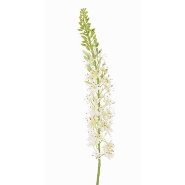 Eremurus artificiale SELINA, bianco, 105cm, Ø9cm Eremurus artificiale SELINA, bianco, 105cm, Ø9cm