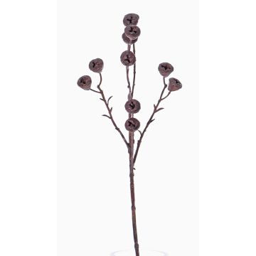 Ramo di eucalipto finto BASILIUS con frutti, marrone, 60cm Ramo di eucalipto finto BASILIUS con frutti, marrone, 60cm