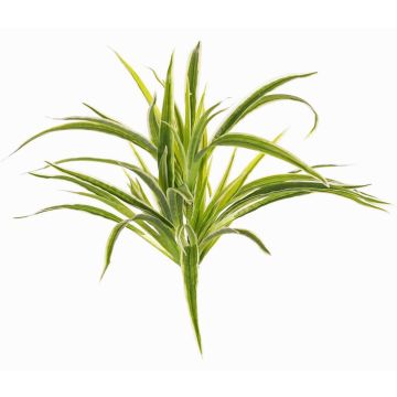 Chlorophytum comosum artificiale TASNIN su stelo, verde-bianco, 35cm, Ø40cm