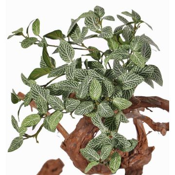 Fittonia artificiale NIKLAUS, stelo, difficilmente infiammabile, verde-bianco, 30cm Fittonia artificiale NIKLAUS, stelo, difficilmente infiammabile, verde-bianco, 30cm