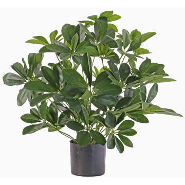 Schefflera artificiale LUKAS in vaso decorativo, verde, 55cm