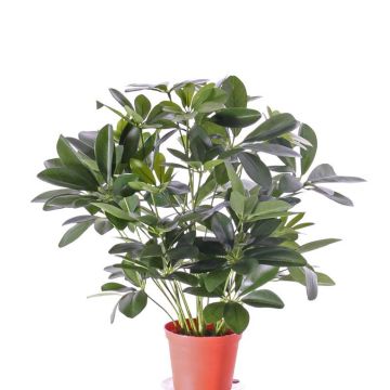 Schefflera artificiale LUKAS in vaso decorativo, verde, 55cm