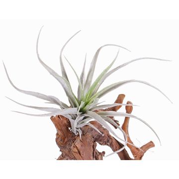 Tillandsia stricta finta ADELE su stelo, verde-grigio, 25cm, Ø20cm Tillandsia stricta finta ADELE su stelo, verde-grigio, 25cm, Ø20cm