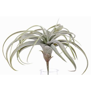 Tillandsia cites finta ANELIA su stelo, verde-grigio, 30cm Tillandsia cites finta ANELIA su stelo, verde-grigio, 30cm
