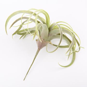 Tillandsia cites finta ANELIA su stelo, verde-grigio, 30cm