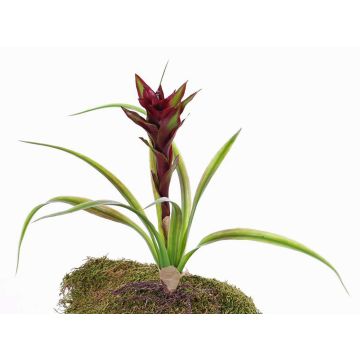 Guzmania artificiale ANELY con fiori, su stelo, rosso, 40cm
