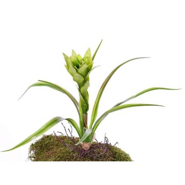 Guzmania artificiale ANELY con fiori, su stelo, verde, 40cm