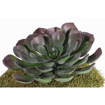 Aeonium artificiale BARBARA su stelo, rosso-verde, 15cm, Ø25cm Aeonium artificiale BARBARA su stelo, rosso-verde, 15cm, Ø25cm