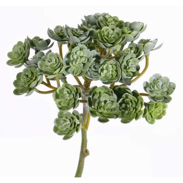 Echeveria artificiale BLAIR su stelo, verde, 20cm, Ø10cm Echeveria artificiale BLAIR su stelo, verde, 20cm, Ø10cm