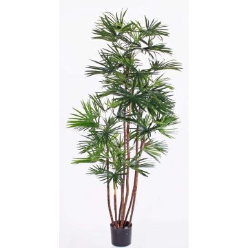 Palma artificiale di rhapis excelsa GARRET, zona trasversale, 160cm Palma artificiale di rhapis excelsa GARRET, zona trasversale, 160cm