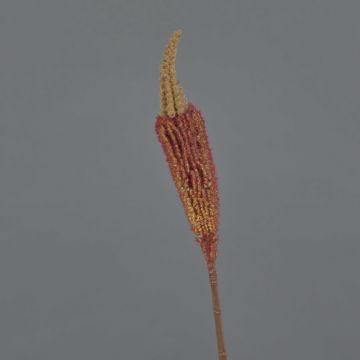Bulbinella artificiale TALUNA, marrone-arancione, 65cm, Ø6cm