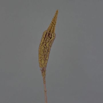 Bulbinella artificiale TALUNA, marrone chiaro, 65cm, Ø6cm