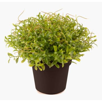 Crescione dei giardini di plastica YANIS, verde, 13cm