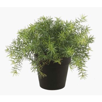 Asparagus sprengeri di plastica YANIS, 15cm Asparagus sprengeri di plastica YANIS, 15cm