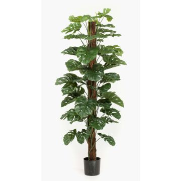 Filodendro monstera deliciosa artificiale LASO, 180cm